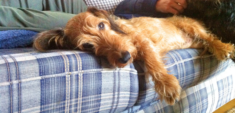 Felipe relaxing on the sofa