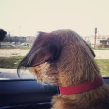 Felipe riding in the front car seat