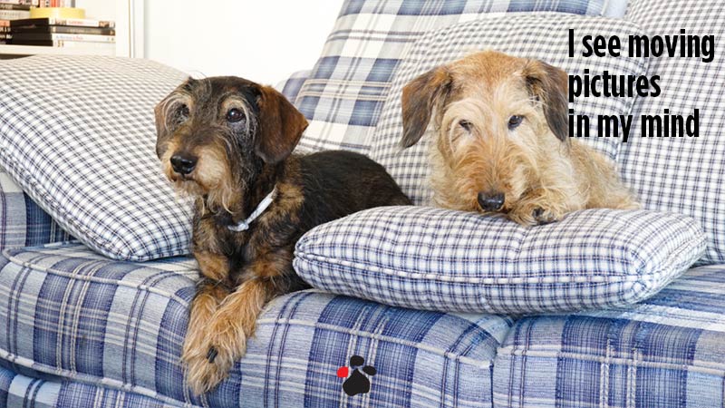 Felipe and Boboni on the Sofa trying to watch tv