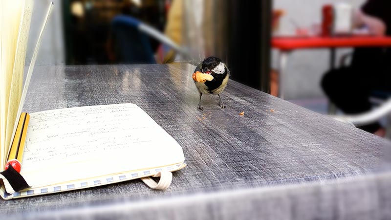 Bird eating a piece of crosisant on a breakfast table