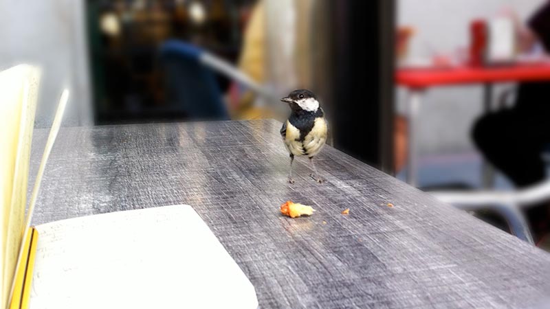 Bird about to eat a piece of crosisant on a breakfast table