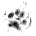 Felipe or Boboni real paw print. (can't tell which one it is)