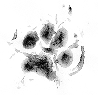 Power Paw Print