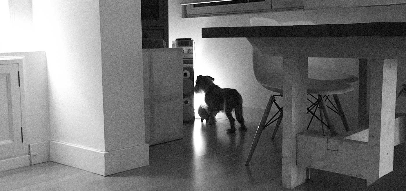 Felipe looking for Boboni through the lights in the living room